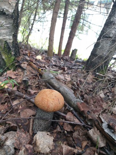 Участок 100 сот. (СНТ, ДНП)