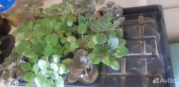 Цветы фиалки