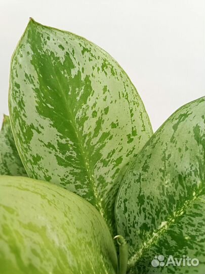 Аглонема Лемон минт Lemon Mint