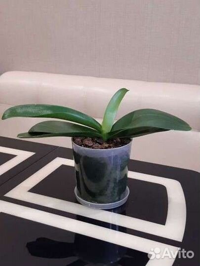 Орхидея белая