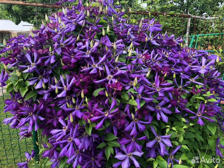 Саженцы клематиса