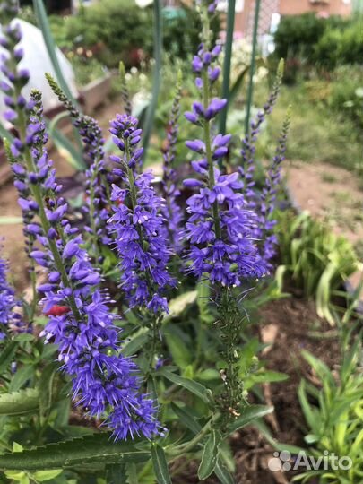 Цветы многолетние