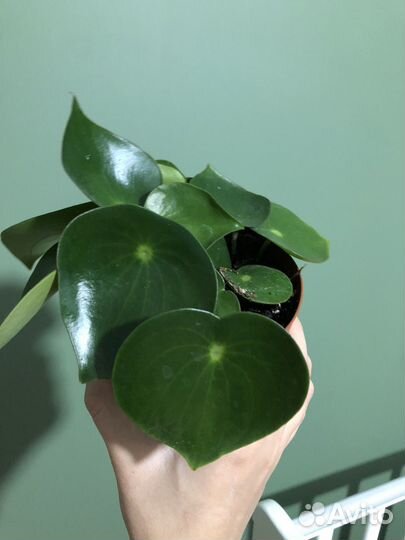 Пеперомия рейндроп raindrop комнатные пилея
