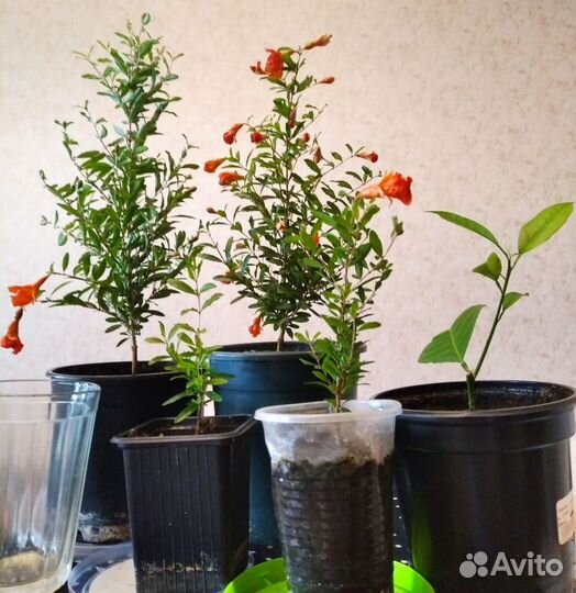 Гранат и лимон, саженцы