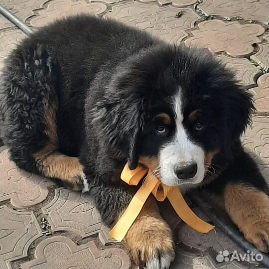 Щенки Бернский зенненхунд