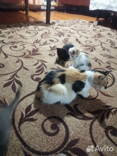 Кошки в добрые руки бесплатно