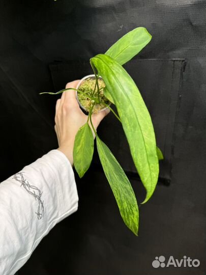 Anthurium vittarifolium variegated