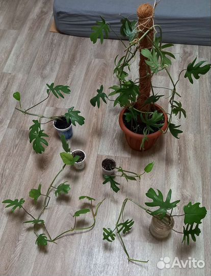 Филодендрон лиана