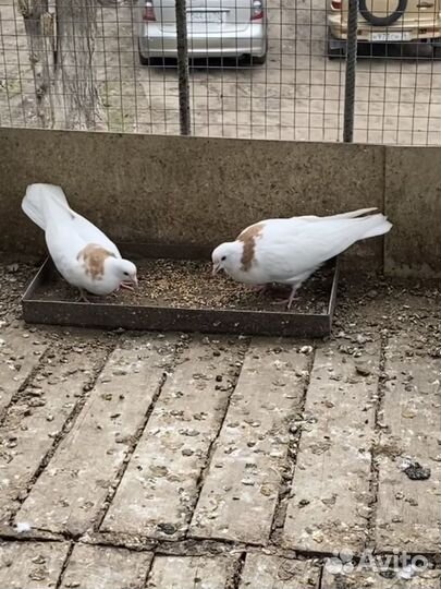 Продажа голубей