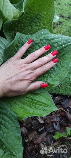 Примула ушковая, хосты