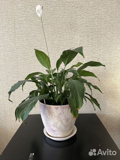 Спатифиллум