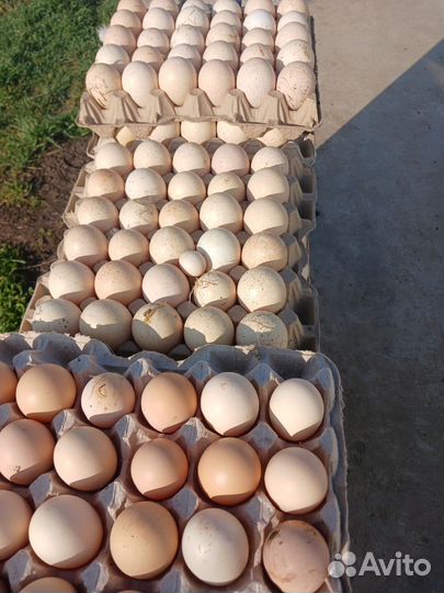 Продам.Яйца домашние индюшиные на инкубацию