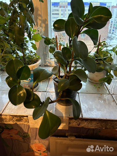 Денежное дерево