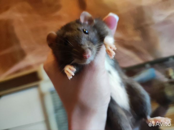 Крыса дамбо