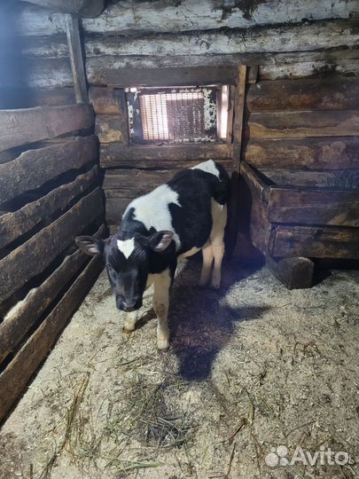 Телята телочки