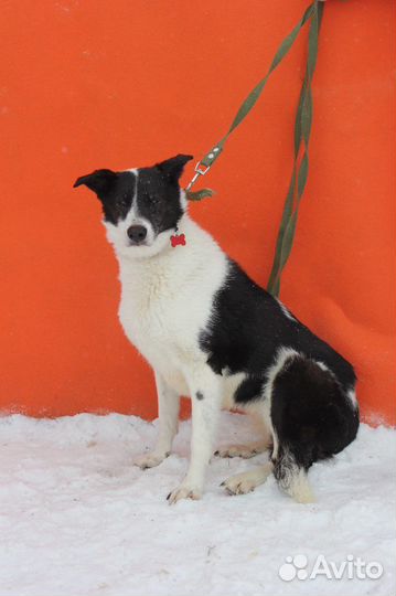 Луша-спокойная и душевная собачка