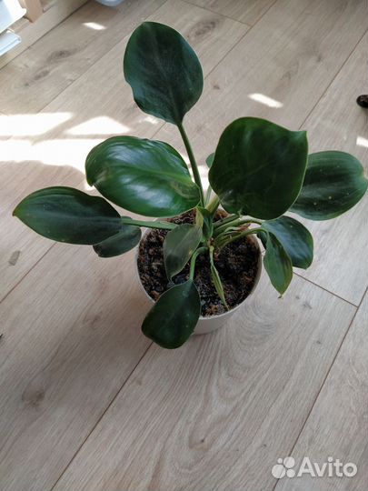 Филодендрон Грин принцесс