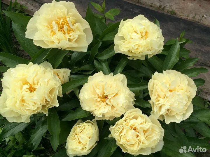 Пионы деленки sunny girl