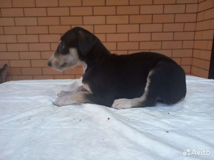 Щенки Хортой борзой