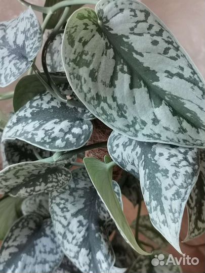 Сциндапсус, эпипремнум укорененные и на срез