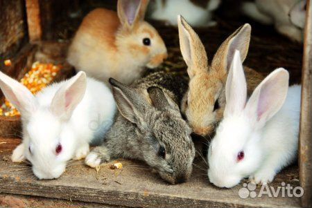 Крольчатина