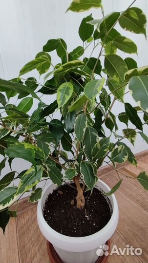 Фикус бенджамина пестролистный