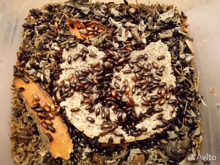 Кормовые насекомые (сверчки, зофобас и др.)