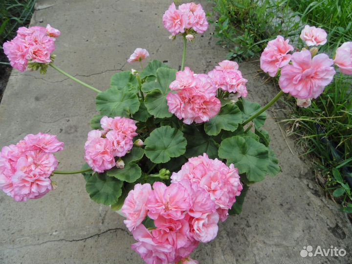 Пеларгония герань