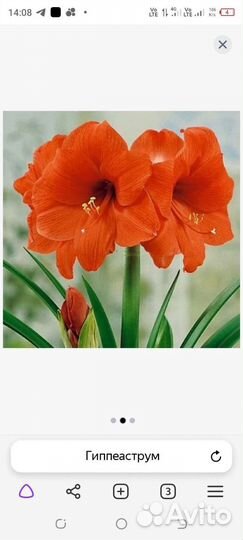 Гиппиаструм