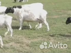 Ярки дорпер, кошкарчики, отьемыши от дорпера