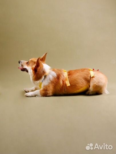 Грязезащитная попона для собак