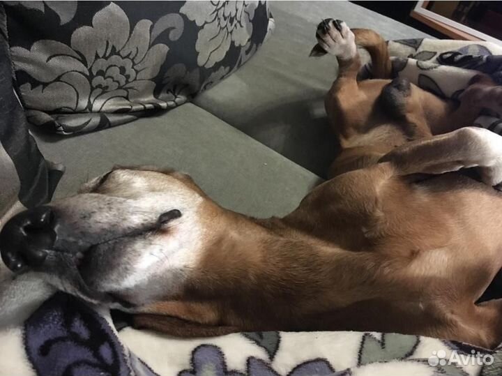 Индивидуальная передержка собак и кошек