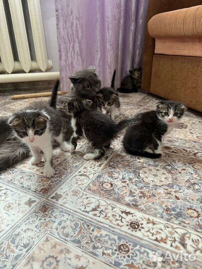 Котята от британской кошки