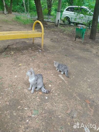 Котёнок британец во дворе