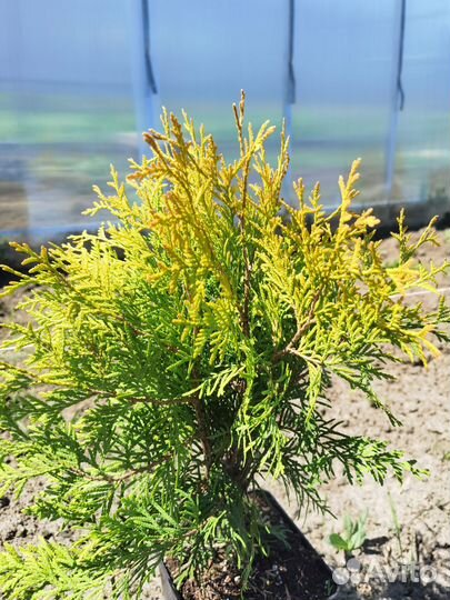 Туя голден глоб