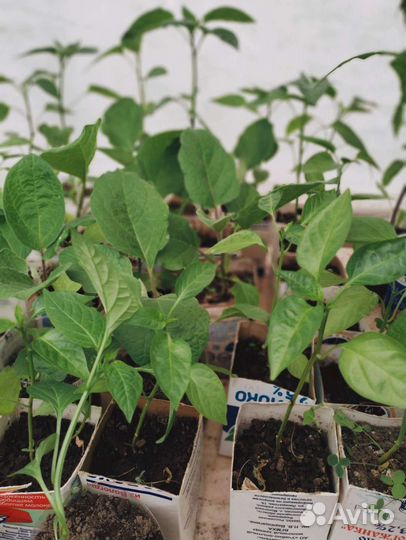 Рассада огурцов,кабачков, тыквы, томатов, цветов