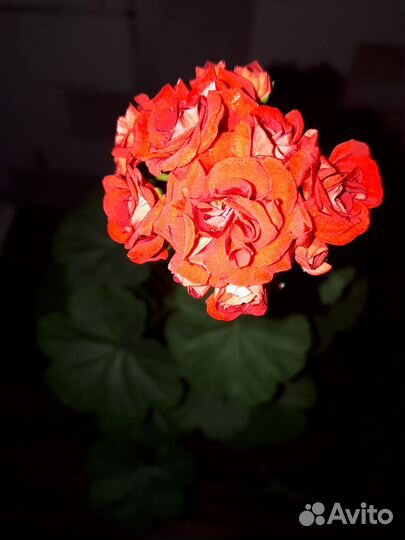 Герань (пеларгония ) или обменяю