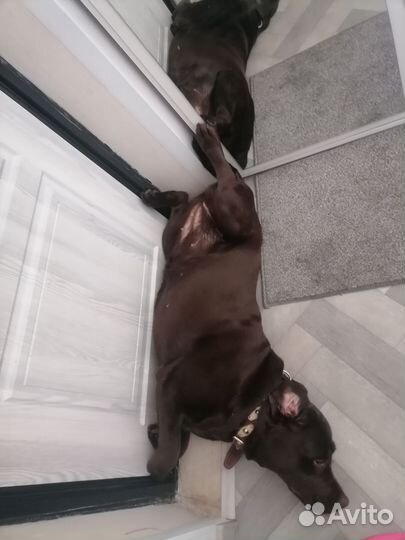 Продам лабрадора