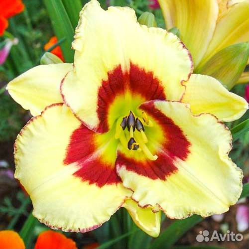 Лилейник 1 горшок