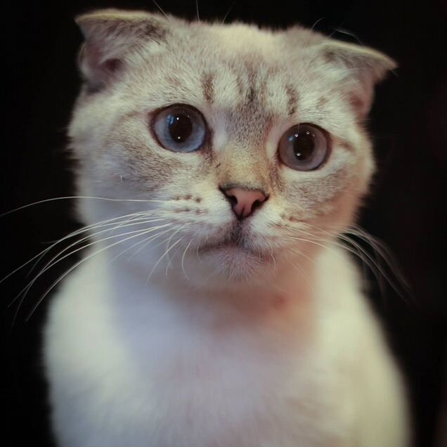 Шотландская вислоухая короткошёрстная, взрослая кошка