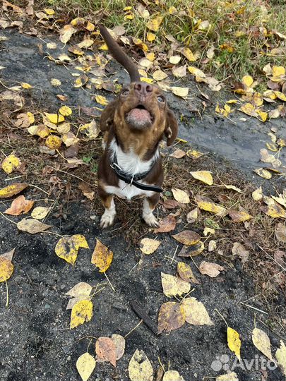 Собака в добрые руки