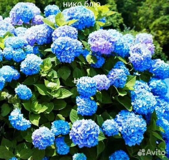 Гортензия крупнолистная