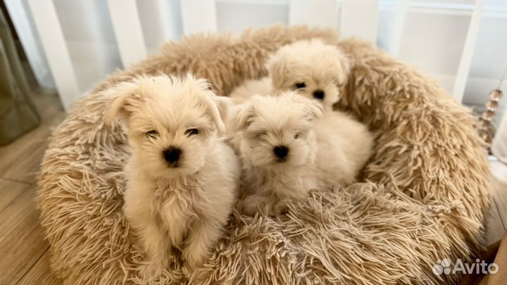 Щенки Мальтезе