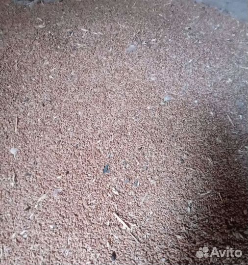 Кормовой ячмень, Просо на корм/посев