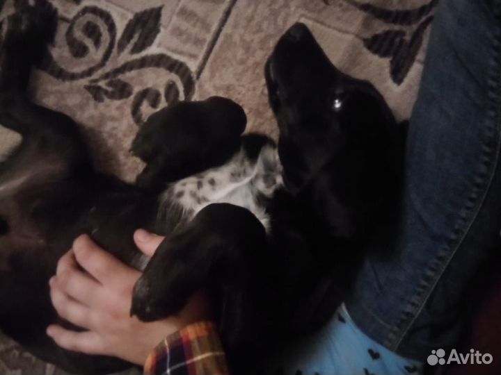 Собака бесплатно в добрые руки