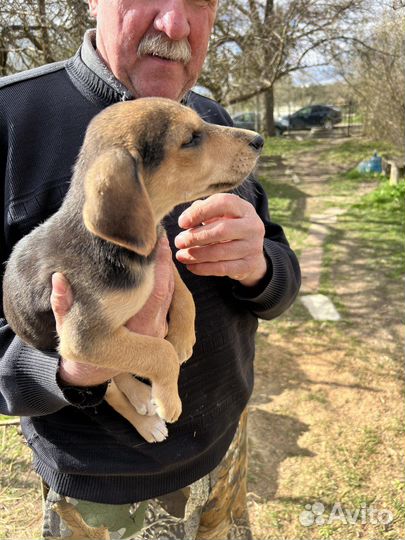 Русская гончая