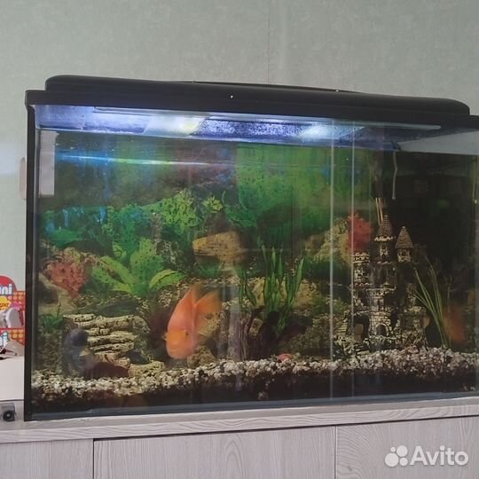Аквариум