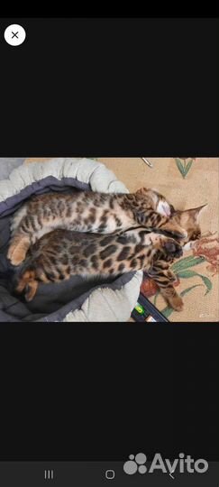 Бенгальская