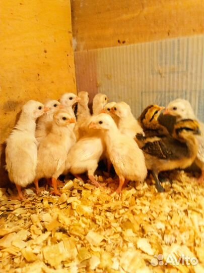 Цесарята. Цесарка волжская белая