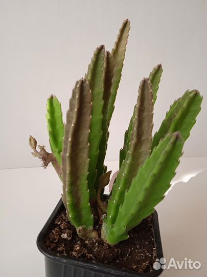 Цветущая стапелия с бутонами